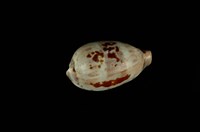 藏品(黑齒寶螺)的圖片